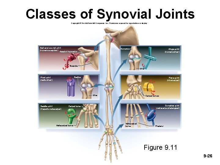 Classes of Synovial Joints Copyright © The Mc. Graw-Hill Companies, Inc. Permission required for