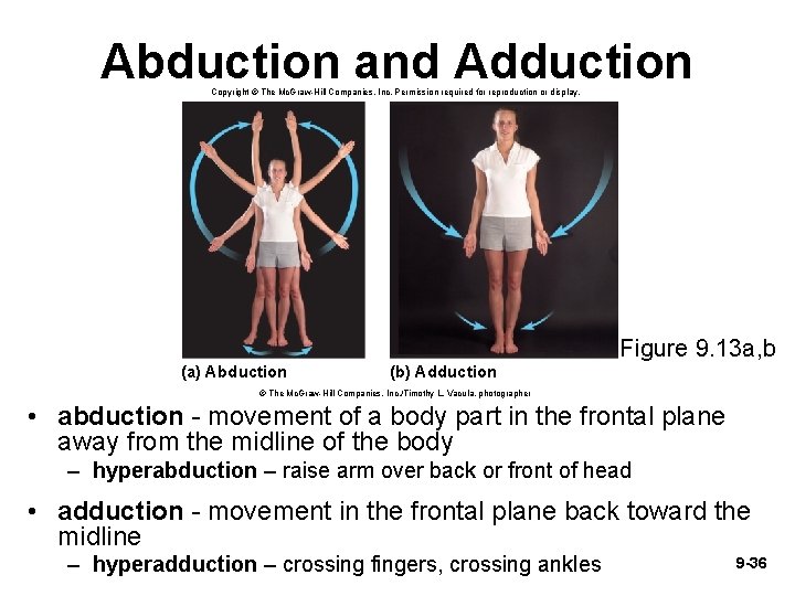 Abduction and Adduction Copyright © The Mc. Graw-Hill Companies, Inc. Permission required for reproduction