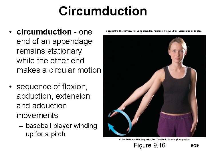Circumduction • circumduction - one end of an appendage remains stationary while the other