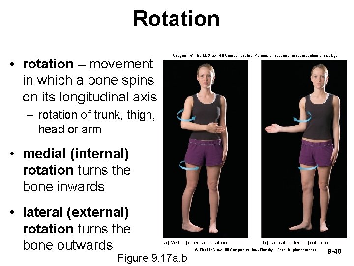 Rotation • rotation – movement in which a bone spins on its longitudinal axis