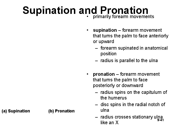 Supination and Pronation • primarily forearm movements • supination – forearm movement that turns