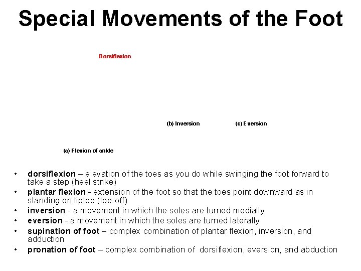 Special Movements of the Foot Dorsiflexion Zero position (b) Inversion (c) Eversion Plantar flexion