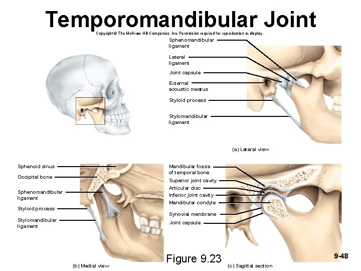Temporomandibular Joint Copyright © The Mc. Graw-Hill Companies, Inc. Permission required for reproduction or