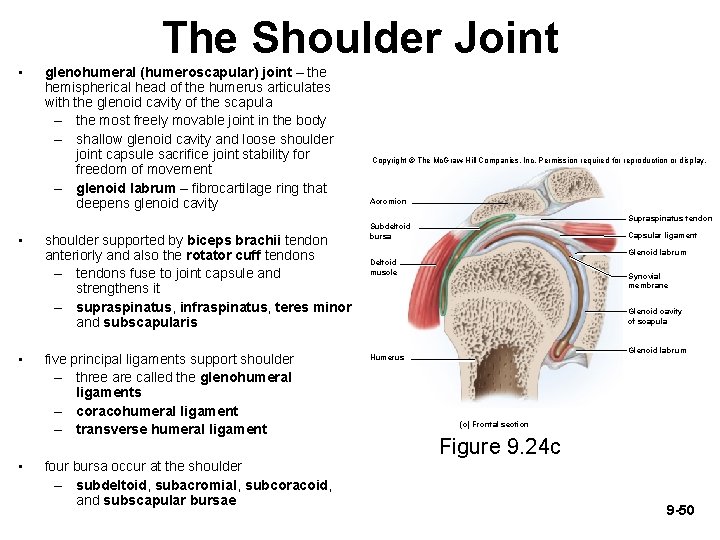 The Shoulder Joint • • glenohumeral (humeroscapular) joint – the hemispherical head of the