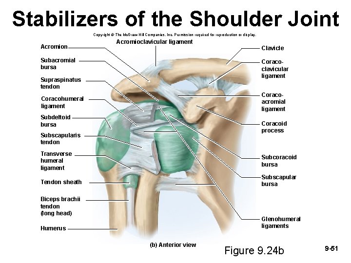 Stabilizers of the Shoulder Joint Copyright © The Mc. Graw-Hill Companies, Inc. Permission required