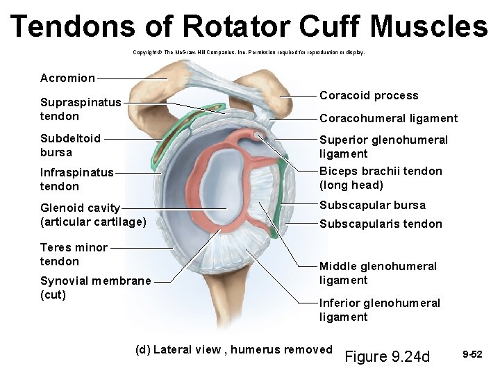 Tendons of Rotator Cuff Muscles Copyright © The Mc. Graw-Hill Companies, Inc. Permission required