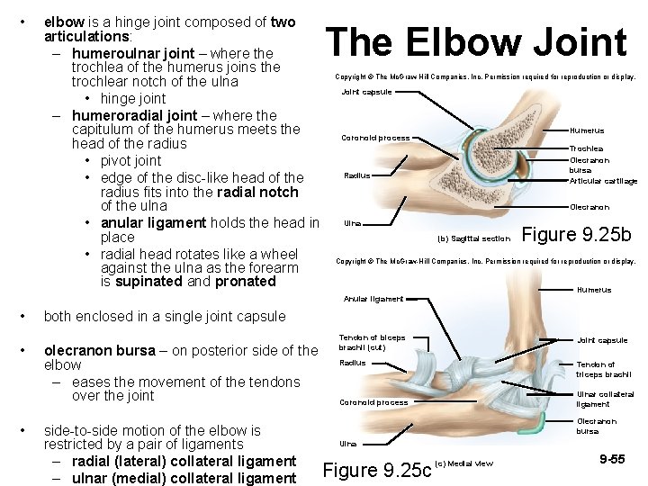  • elbow is a hinge joint composed of two articulations: – humeroulnar joint