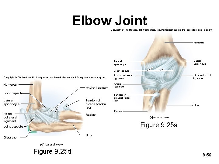 Elbow Joint Copyright © The Mc. Graw-Hill Companies, Inc. Permission required for reproduction or