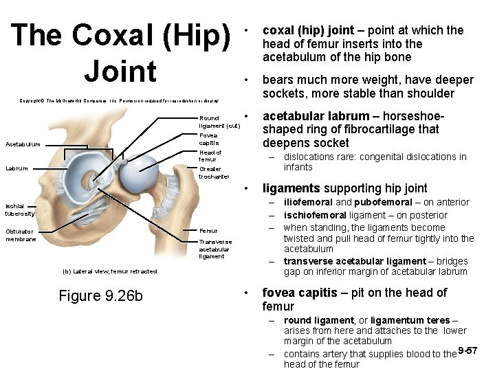 The Coxal (Hip) Joint • coxal (hip) joint – point at which the head