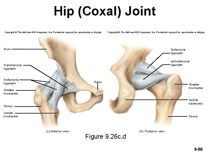 Hip (Coxal) Joint Copyright © The Mc. Graw-Hill Companies, Inc. Permission required for reproduction