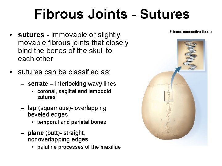 Fibrous Joints - Sutures • sutures - immovable or slightly movable fibrous joints that