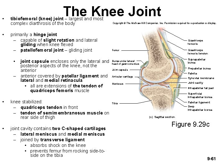  • • The Knee Joint tibiofemoral (knee) joint – largest and most complex