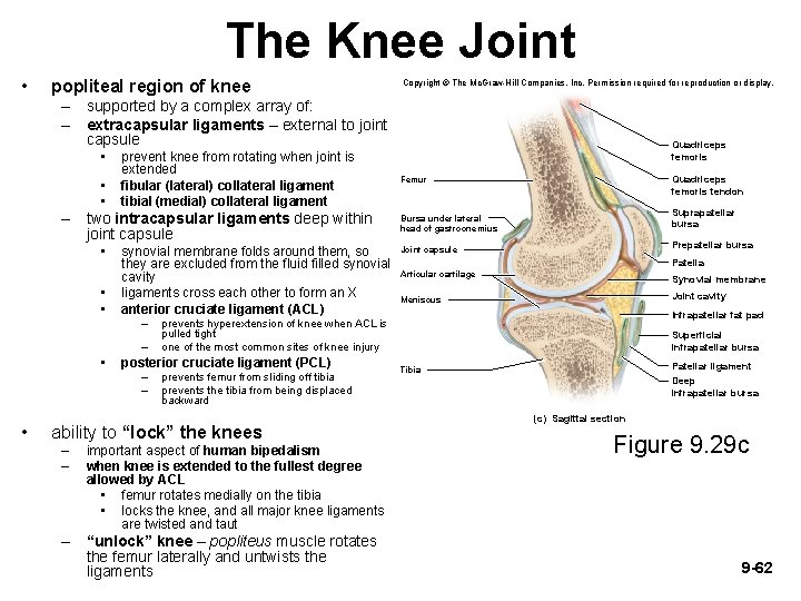 The Knee Joint • popliteal region of knee Copyright © The Mc. Graw-Hill Companies,