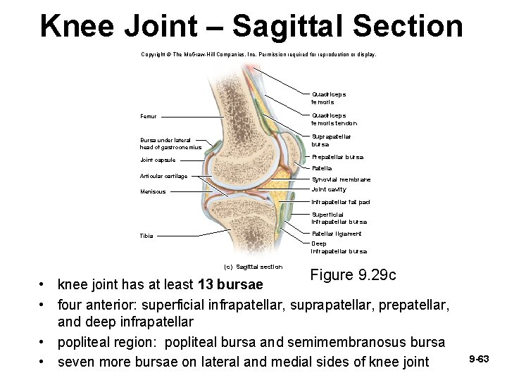 Knee Joint – Sagittal Section Copyright © The Mc. Graw-Hill Companies, Inc. Permission required