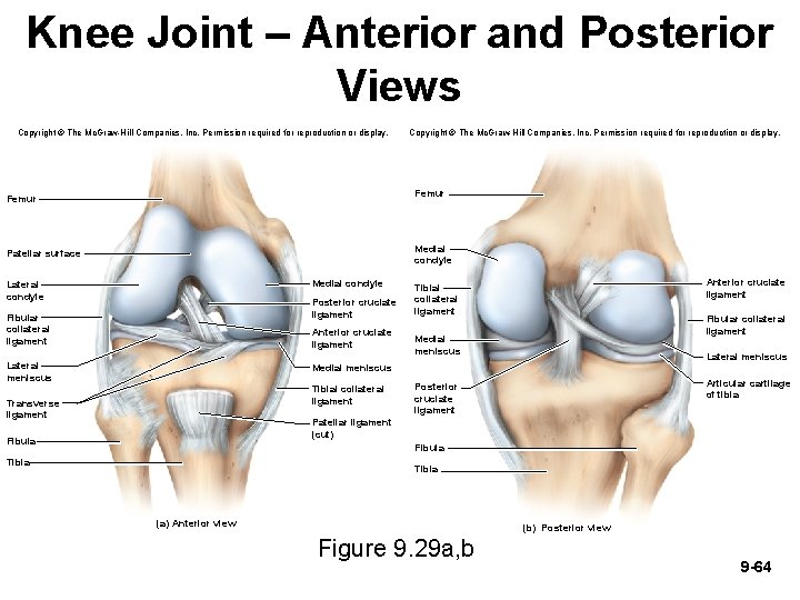 Knee Joint – Anterior and Posterior Views Copyright © The Mc. Graw-Hill Companies, Inc.