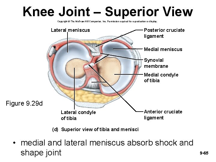 Knee Joint – Superior View Copyright © The Mc. Graw-Hill Companies, Inc. Permission required