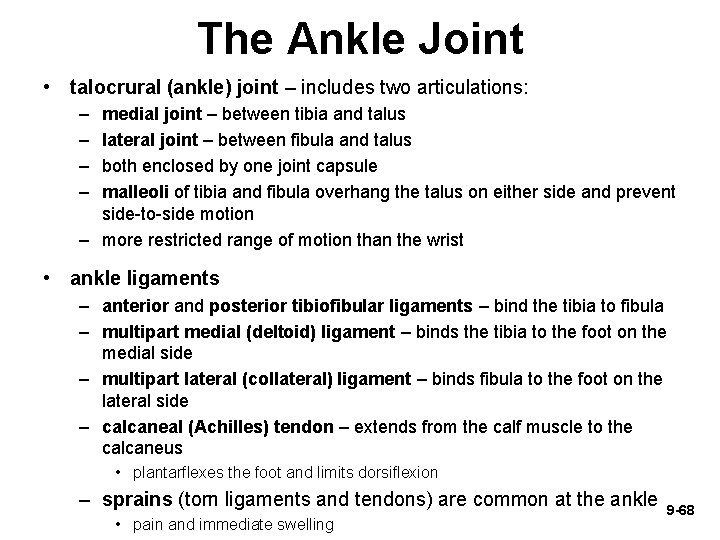 The Ankle Joint • talocrural (ankle) joint – includes two articulations: – – medial