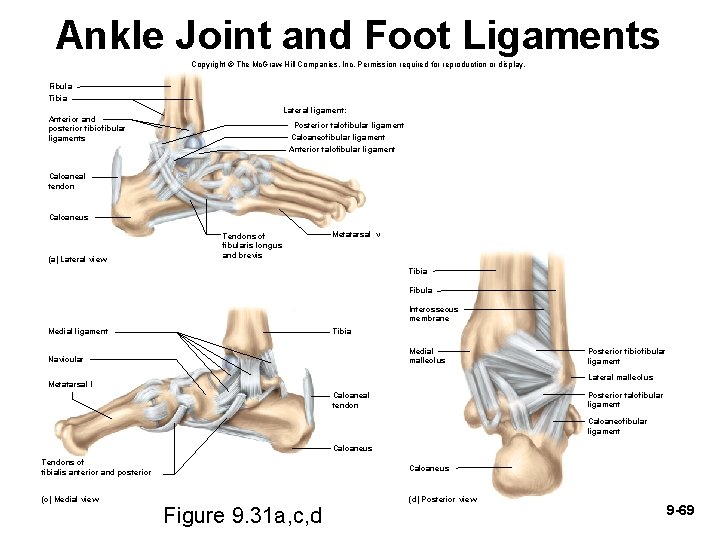 Ankle Joint and Foot Ligaments Copyright © The Mc. Graw-Hill Companies, Inc. Permission required