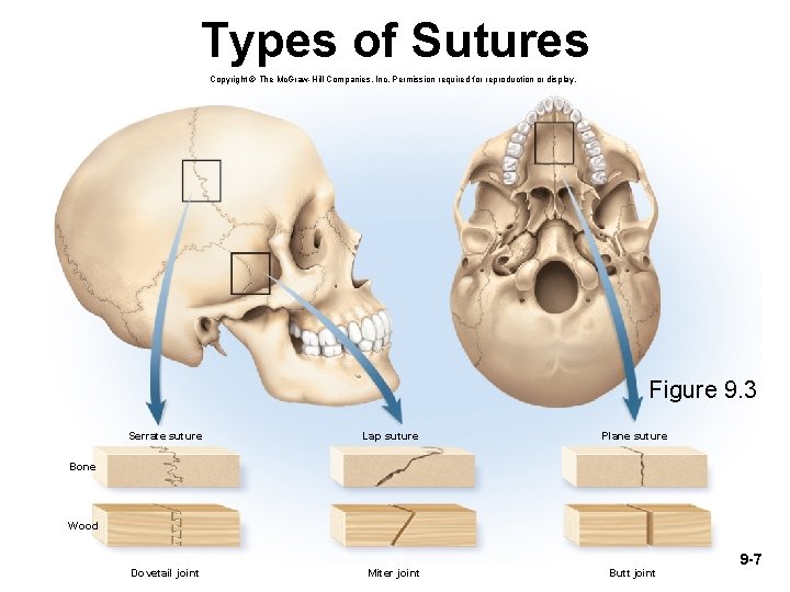 Types of Sutures Copyright © The Mc. Graw-Hill Companies, Inc. Permission required for reproduction