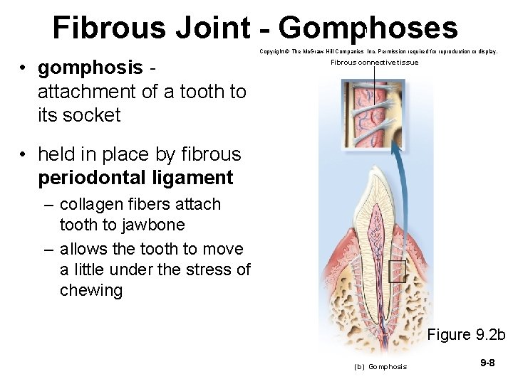 Fibrous Joint - Gomphoses Copyright © The Mc. Graw-Hill Companies, Inc. Permission required for