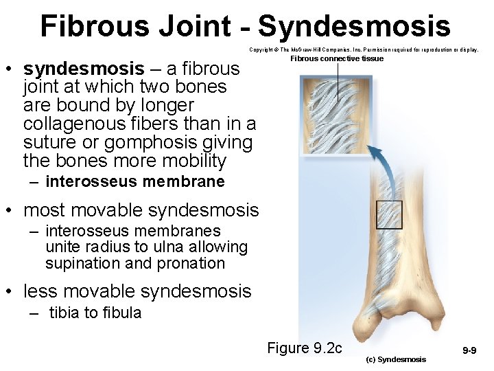 Fibrous Joint - Syndesmosis Copyright © The Mc. Graw-Hill Companies, Inc. Permission required for