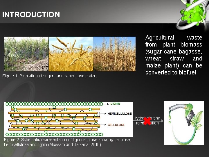 INTRODUCTION Figure 1: Plantation of sugar cane, wheat and maize Agricultural waste from plant