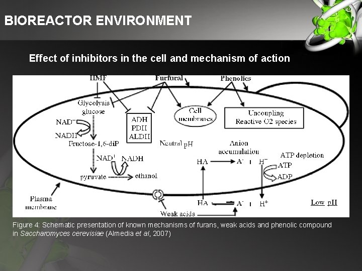 BIOREACTOR ENVIRONMENT Effect of inhibitors in the cell and mechanism of action Figure 4: