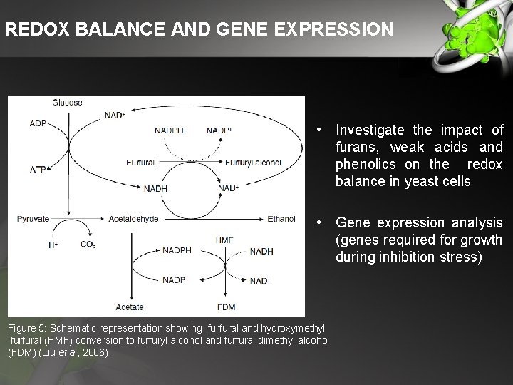 REDOX BALANCE AND GENE EXPRESSION • Investigate the impact of furans, weak acids and