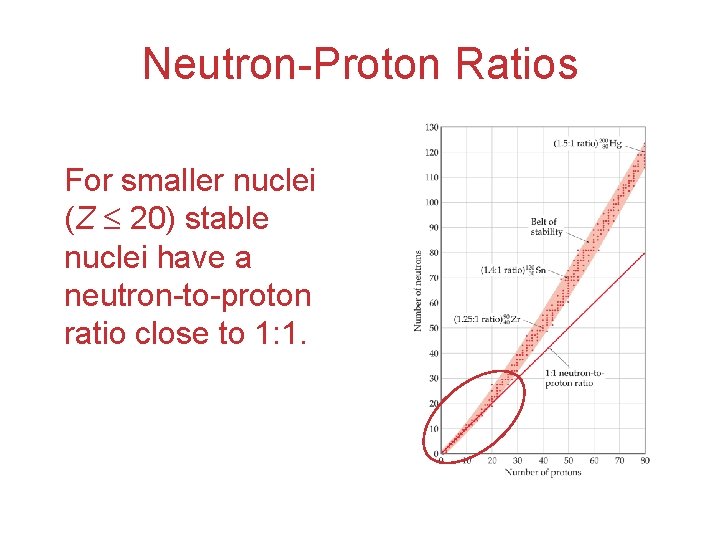 Neutron-Proton Ratios For smaller nuclei (Z 20) stable nuclei have a neutron-to-proton ratio close