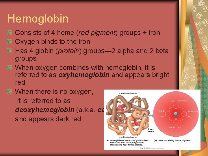Hemoglobin Consists of 4 heme (red pigment) groups + iron Oxygen binds to the