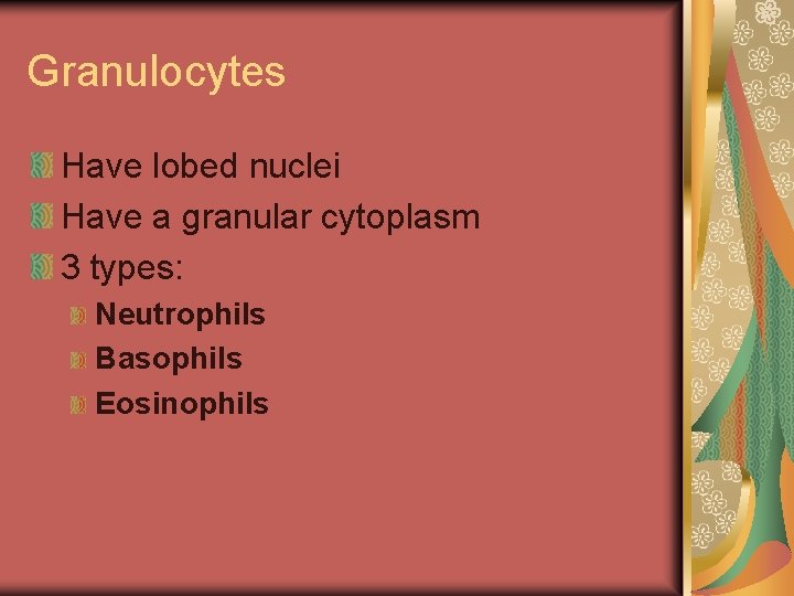 Granulocytes Have lobed nuclei Have a granular cytoplasm 3 types: Neutrophils Basophils Eosinophils 
