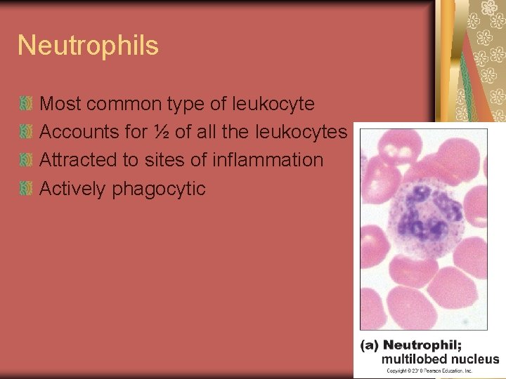 Neutrophils Most common type of leukocyte Accounts for ½ of all the leukocytes Attracted