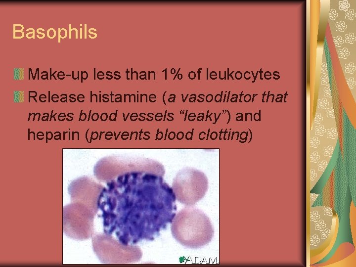 Basophils Make-up less than 1% of leukocytes Release histamine (a vasodilator that makes blood