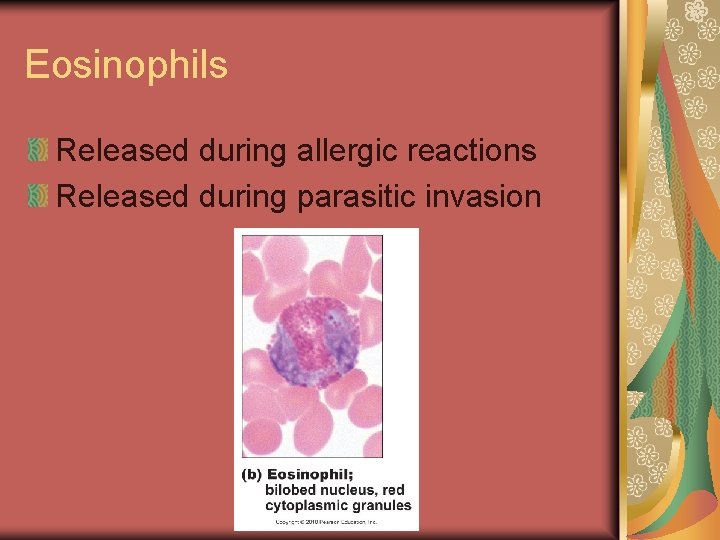 Eosinophils Released during allergic reactions Released during parasitic invasion 