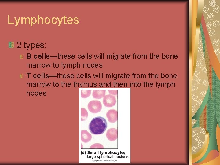 Lymphocytes 2 types: B cells—these cells will migrate from the bone marrow to lymph