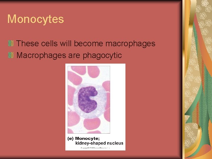 Monocytes These cells will become macrophages Macrophages are phagocytic 
