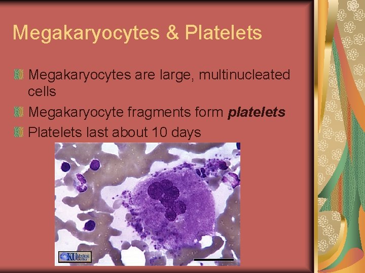 Megakaryocytes & Platelets Megakaryocytes are large, multinucleated cells Megakaryocyte fragments form platelets Platelets last