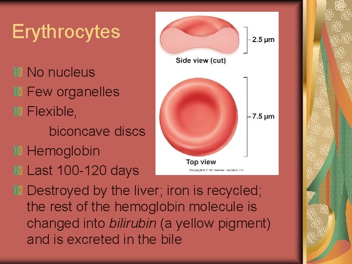 Erythrocytes No nucleus Few organelles Flexible, biconcave discs Hemoglobin Last 100 -120 days Destroyed