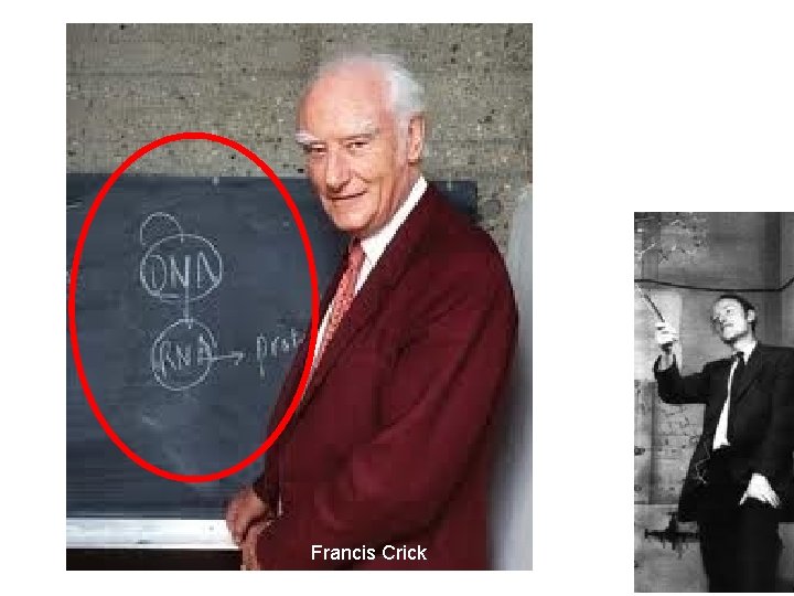 Francis Crick 