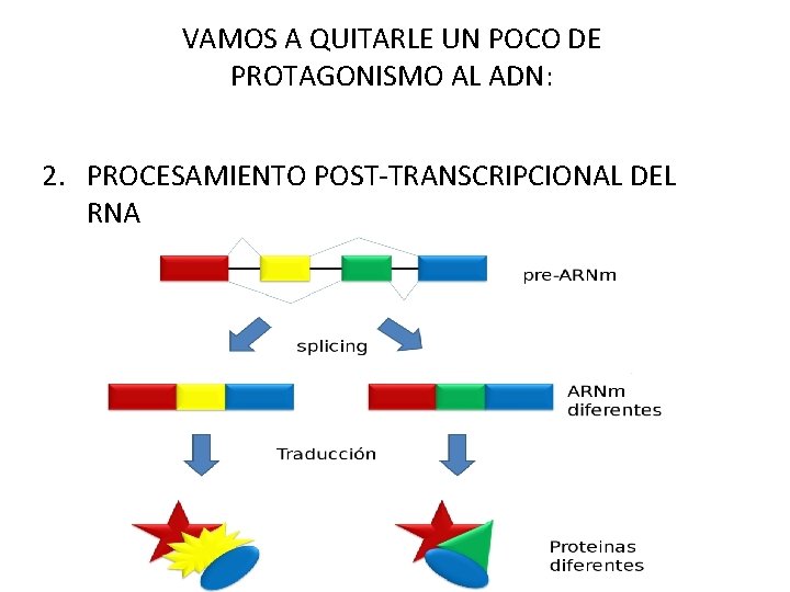 VAMOS A QUITARLE UN POCO DE PROTAGONISMO AL ADN: 2. PROCESAMIENTO POST-TRANSCRIPCIONAL DEL RNA