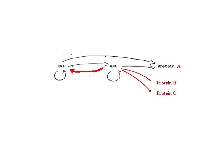 A Protein B Protein C 