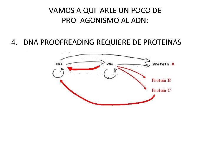 VAMOS A QUITARLE UN POCO DE PROTAGONISMO AL ADN: 4. DNA PROOFREADING REQUIERE DE