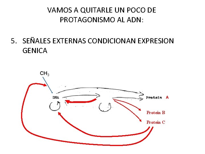 VAMOS A QUITARLE UN POCO DE PROTAGONISMO AL ADN: 5. SEÑALES EXTERNAS CONDICIONAN EXPRESION