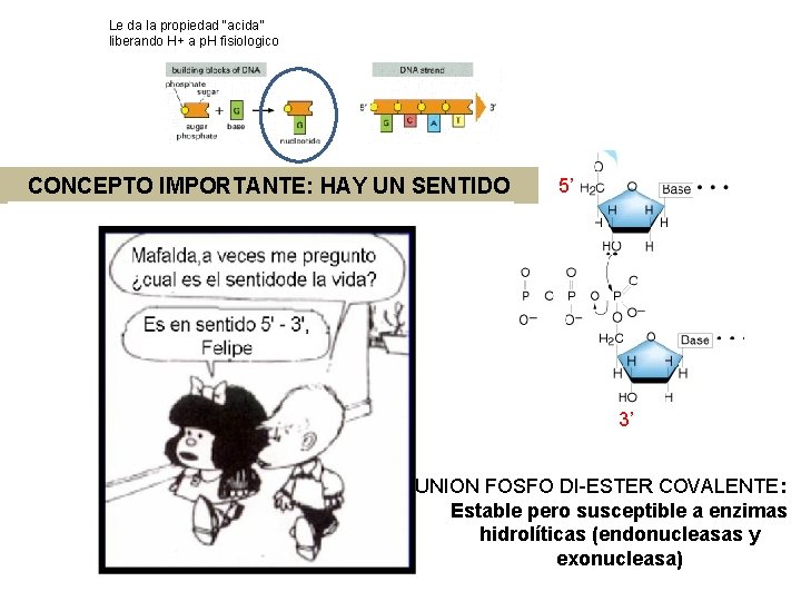 Le da la propiedad “acida” liberando H+ a p. H fisiologico CONCEPTO IMPORTANTE: HAY