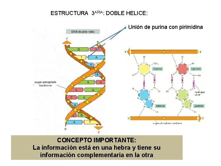 ESTRUCTURA 3 ARIA: DOBLE HELICE: Unión de purina con pirimidina CONCEPTO IMPORTANTE: La información