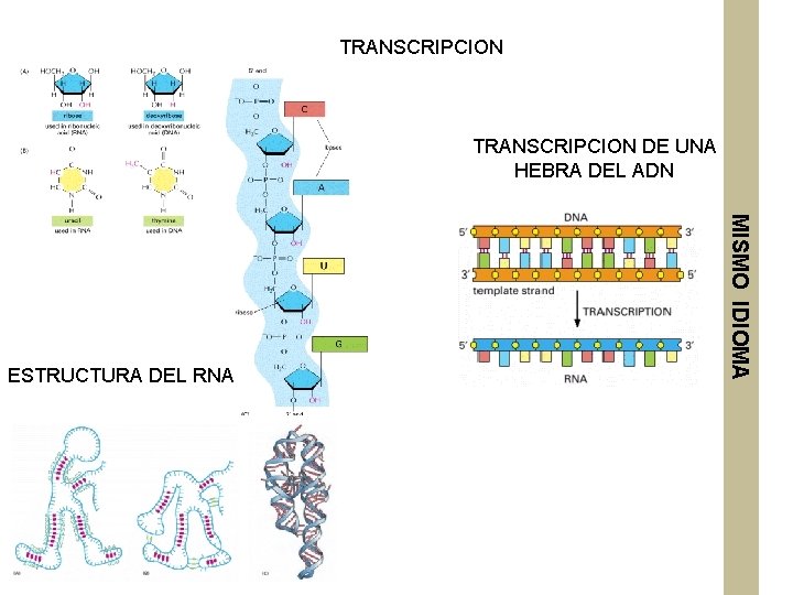 TRANSCRIPCION DE UNA HEBRA DEL ADN MISMO IDIOMA ESTRUCTURA DEL RNA 