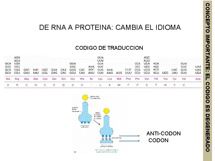 CODIGO DE TRADUCCION ANTI-CODON CONCEPTO IMPORTANTE: EL CODIGO ES DEGENERADO DE RNA A PROTEINA: