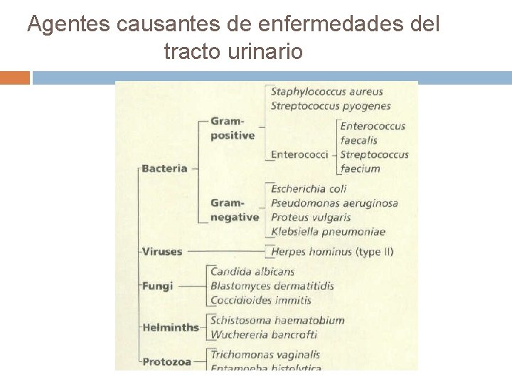 Agentes causantes de enfermedades del tracto urinario 