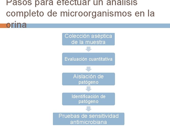 Pasos para efectuar un análisis completo de microorganismos en la orina Colección aséptica de