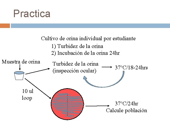 Practica Cultivo de orina individual por estudiante 1) Turbidez de la orina 2) Incubación